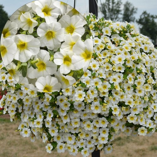 Calibrachoa Calita® Compact White Yellow Eye' - Puispetuunia Calita® Compact White Yellow Eye' P9/0,55L